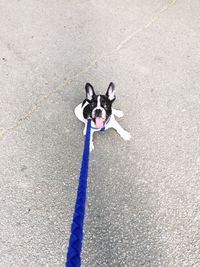 High angle view of dog sitting on road