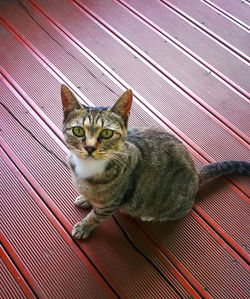 Portrait of tabby cat sitting on floor