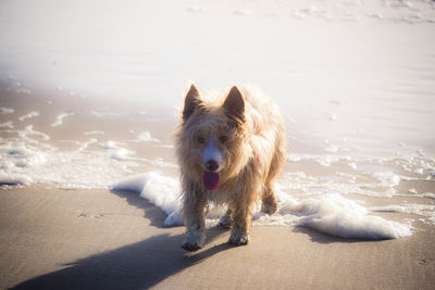 Dog on beach