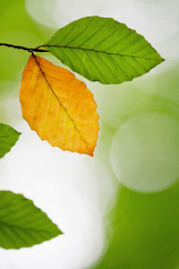 Close-up of autumn leaves