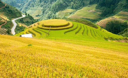 Scenic view of agricultural field