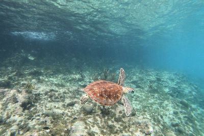 View of jellyfish swimming in sea