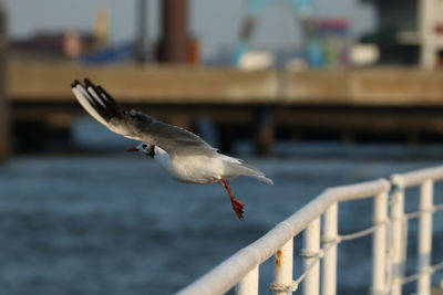 Seagull flying over sea