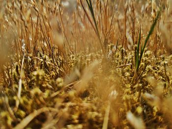 Close-up of stalks in field