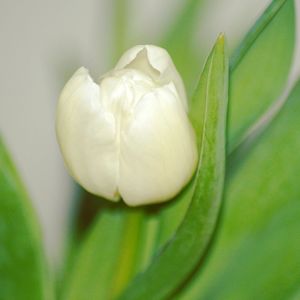 Close-up of flower