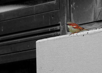 Bird perching on a wall