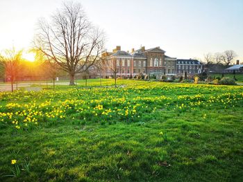 Yellow flowers growing on field by building against sky