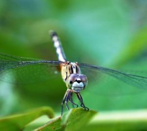 Close-up of dragonfly on leaf