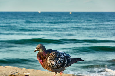 Bird on the beach