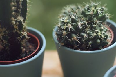 Close-up of potted cactus plant