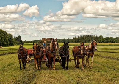 Horses riding horse on field against sky