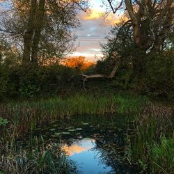 Reflection of trees in lake