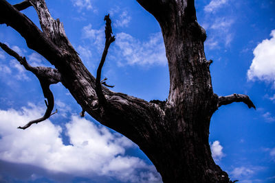 Low angle view of tree against sky
