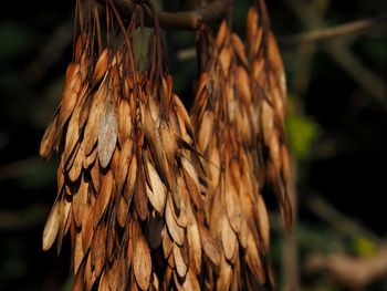 Close-up of dried plant