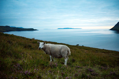 Sheep standing in a field