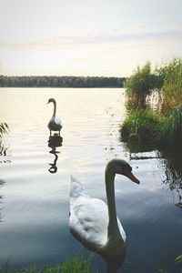 Swan swimming on lake against sky