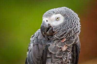 Close-up of grey parrot