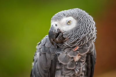 Close-up of bird