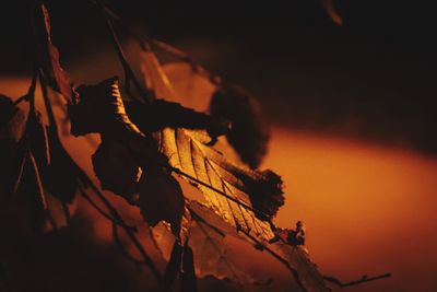 Close-up of silhouette tree against sky during sunset