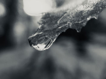 Close-up of water drop on leaf