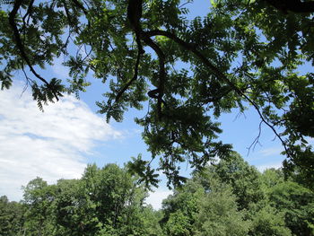 Low angle view of trees against sky