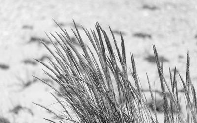 Close-up of stalks in field