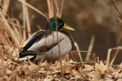 Close-up of a bird on field