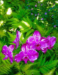 Close-up of purple flowers