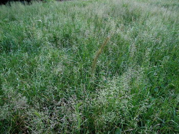 Plants growing on grassy field