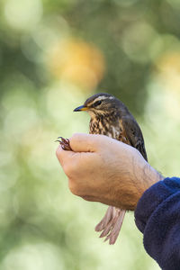 Close-up of hand holding bird