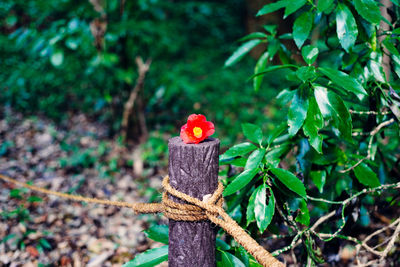 High angle view of fallen red flower on wooden post by plant