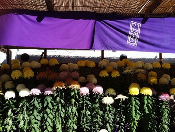 Full frame of flowers in market