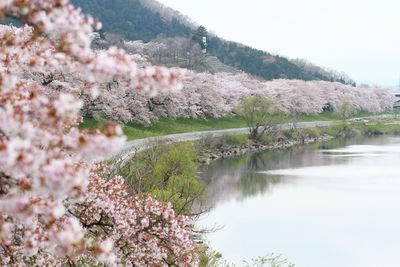 Flower trees by the lake