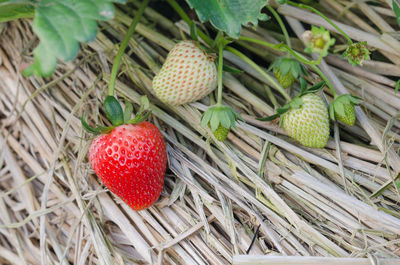 High angle view of strawberries