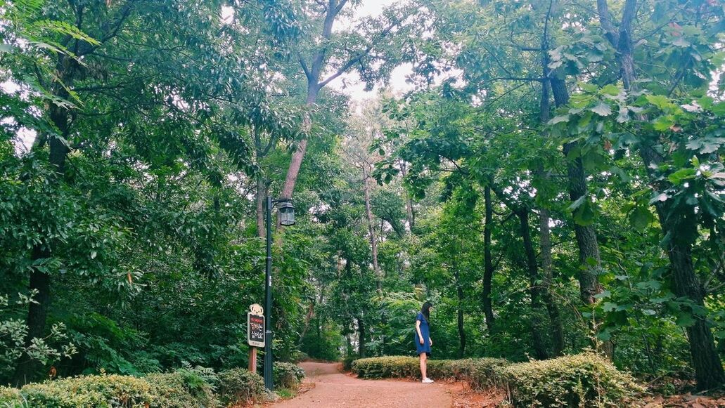 tree, the way forward, growth, footpath, tranquility, nature, green color, road, transportation, tranquil scene, diminishing perspective, beauty in nature, plant, pathway, vanishing point, walkway, scenics, tree trunk, branch, day