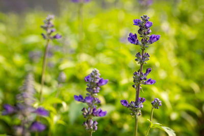 Close-up of purple flowering plants