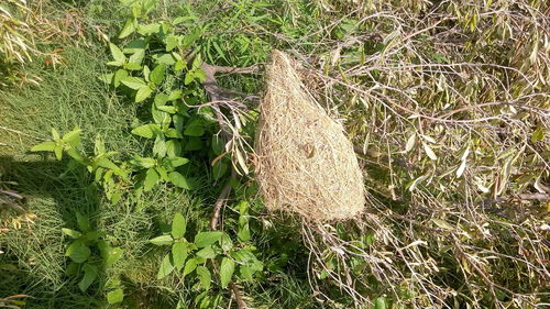 Close-up of plant growing on field