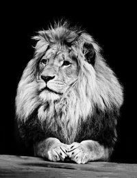 Close-up portrait of lion