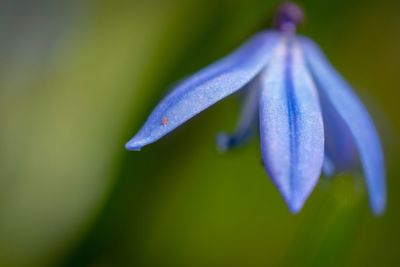 Close-up of wet purple flowering plant