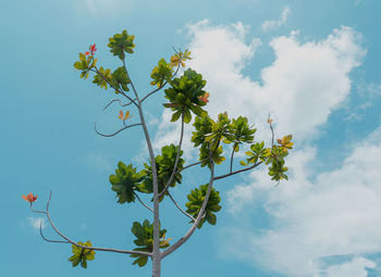Low angle view of flowering plant against sky