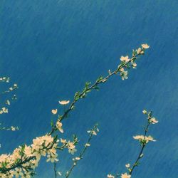 Close-up of flowers against blue sky