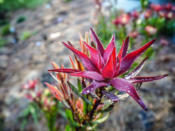 Close-up of pink flowers