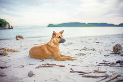 View of a dog on beach