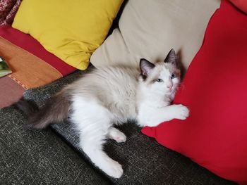 High angle view of cat resting on sofa at home