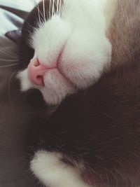 Close-up of cat sleeping