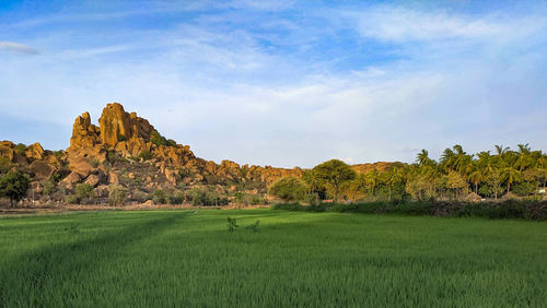 Scenic view of field against sky