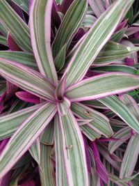 Full frame shot of plant