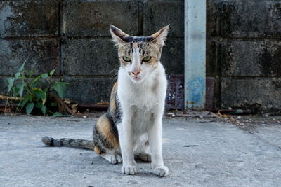 Portrait of cat sitting outdoors