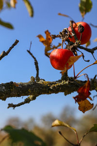 Low angle view of berries on tree against sky