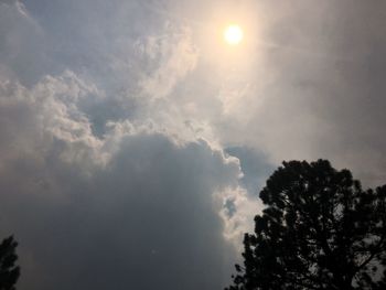 Low angle view of trees against sky